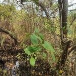 Avicennia marina Leaf