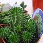 Euphorbia susannae Feuille
