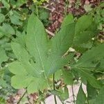 Ambrosia trifida Leaf