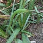 Aloe officinalisLevél