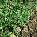 Cyperus laxus Yaprak