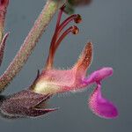 Teucrium divaricatum Arall