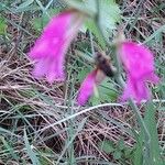 Gladiolus italicusLorea