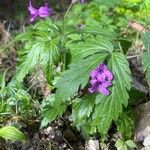 Cardamine glanduligera Fuelha