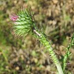 Carduus nigrescens Flower