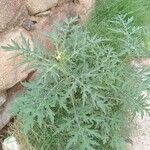 Parthenium hysterophorus Leaf