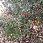 Ruscus aculeatus 整株植物