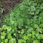 Equisetum fluviatile Frunză