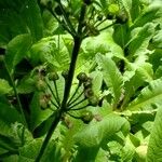 Primula bulleyana Hedelmä