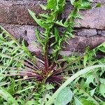 Taraxacum mongolicum Folla