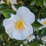 Camellia sasanquaFlower