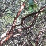 Arbutus menziesii Bark