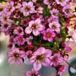 Saxifraga rosacea Blüte