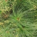 Cyperus papyrusLeaf