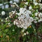 Pyracantha coccineaFlor