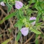 Justicia heterocarpa Bloem