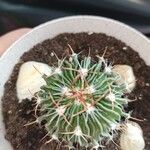 Stenocactus multicostatus Hoja