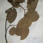 Litsea monopetala その他の提案