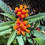 Asclepias curassavicaFlower