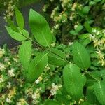 Lonicera tatarica Folha