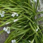 Allium triquetrum Folha