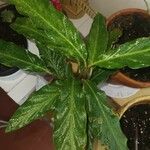 Goeppertia rufibarba Leaf