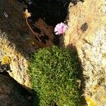 Armeria maritima Sonstige