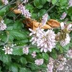 Francoa appendiculata Lorea