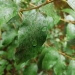 Elaeagnus commutata Leaf