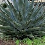 Agave havardiana Ліст