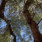 Salix babylonica Кора