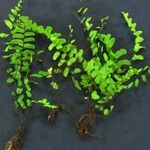 Adiantum philippense മറ്റ്