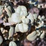 Shepherdia rotundifolia Hoja