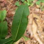 Chrysopsis mariana Leaf