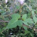 Ipomoea triloba Leaf