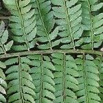 Polystichum braunii Likasa