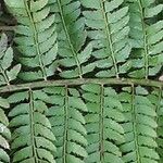 Polystichum braunii Лист