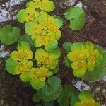 Chrysosplenium alternifolium Flower