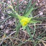 Euphorbia serrata Цвят