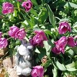 Tulipa agenensis Habit