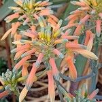 Aloe striata Цветок