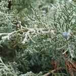 Juniperus scopulorum Yaprak