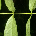 Bunchosia polystachia Leaf