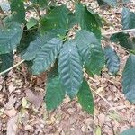 Coffea stenophylla Blatt