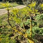 Fraxinus angustifolia Frunză
