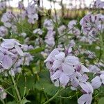 Lunaria redivivaVirág