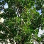 Fraxinus angustifolia عادت داشتن