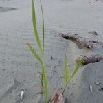 Phragmites karka 整株植物