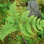 Gymnocarpium robertianum Hábito
