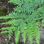 Pteridium aquilinumഇല